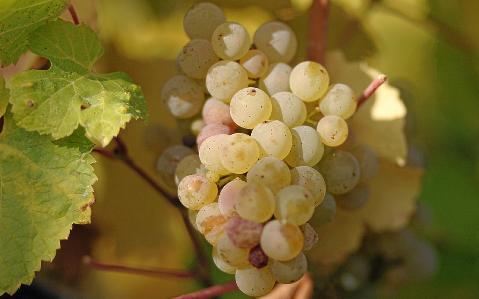 Cluster of pale green and blushing pink grapes hanging on the vine among leaves