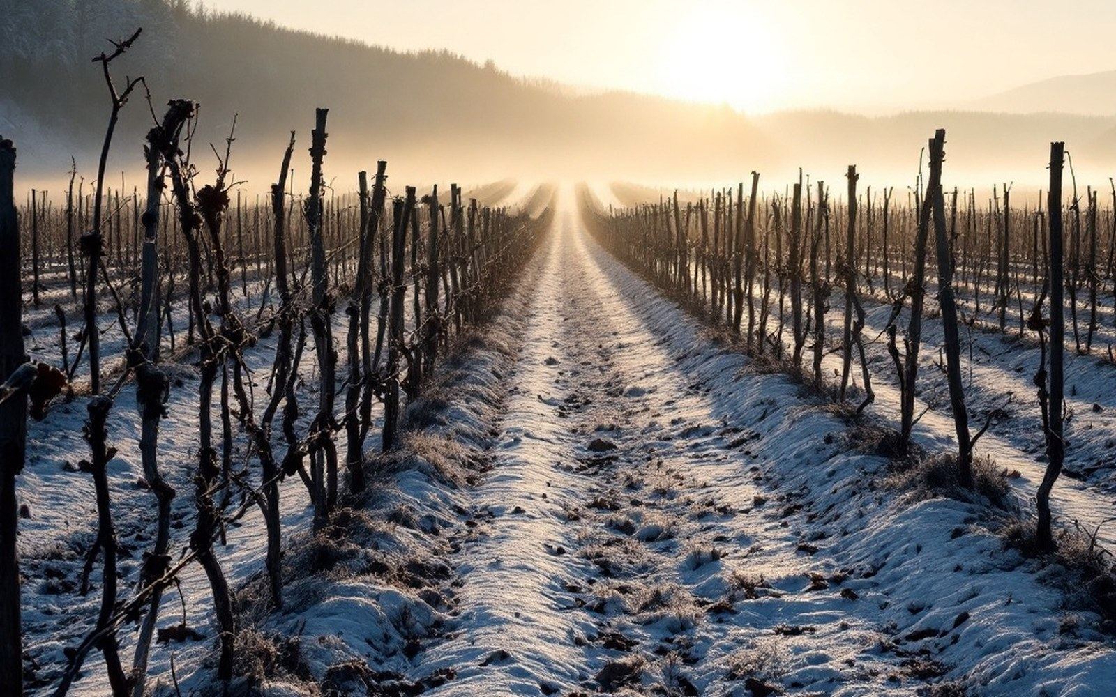 Bare vine rows in low winter sun running down to open water